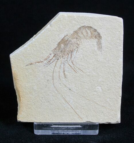 Fossil Shrimp Carpopenaeus From Lebanon #1801